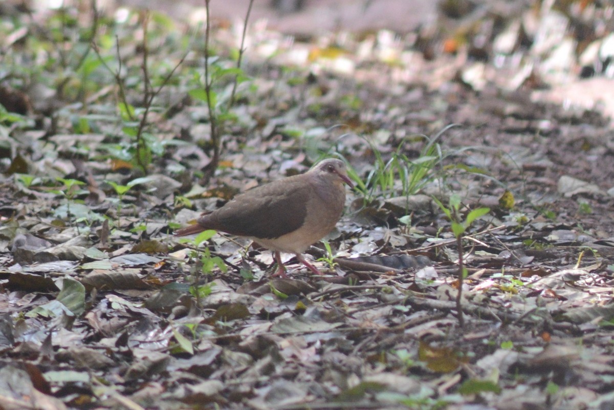 Violaceous Quail-Dove - ML364646541