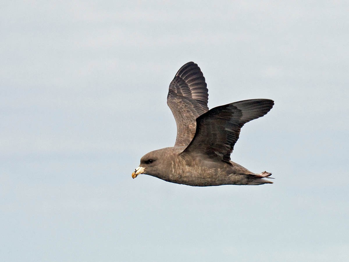 Northern Fulmar - ML36464741