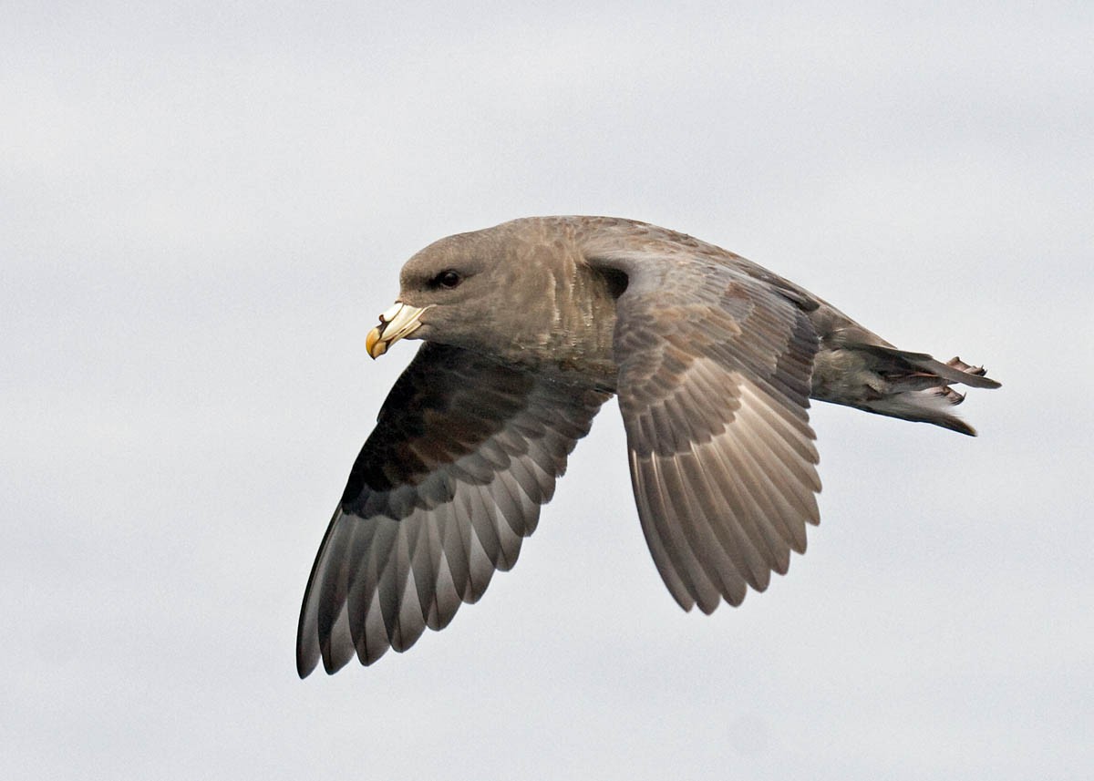 Northern Fulmar - Greg Gillson