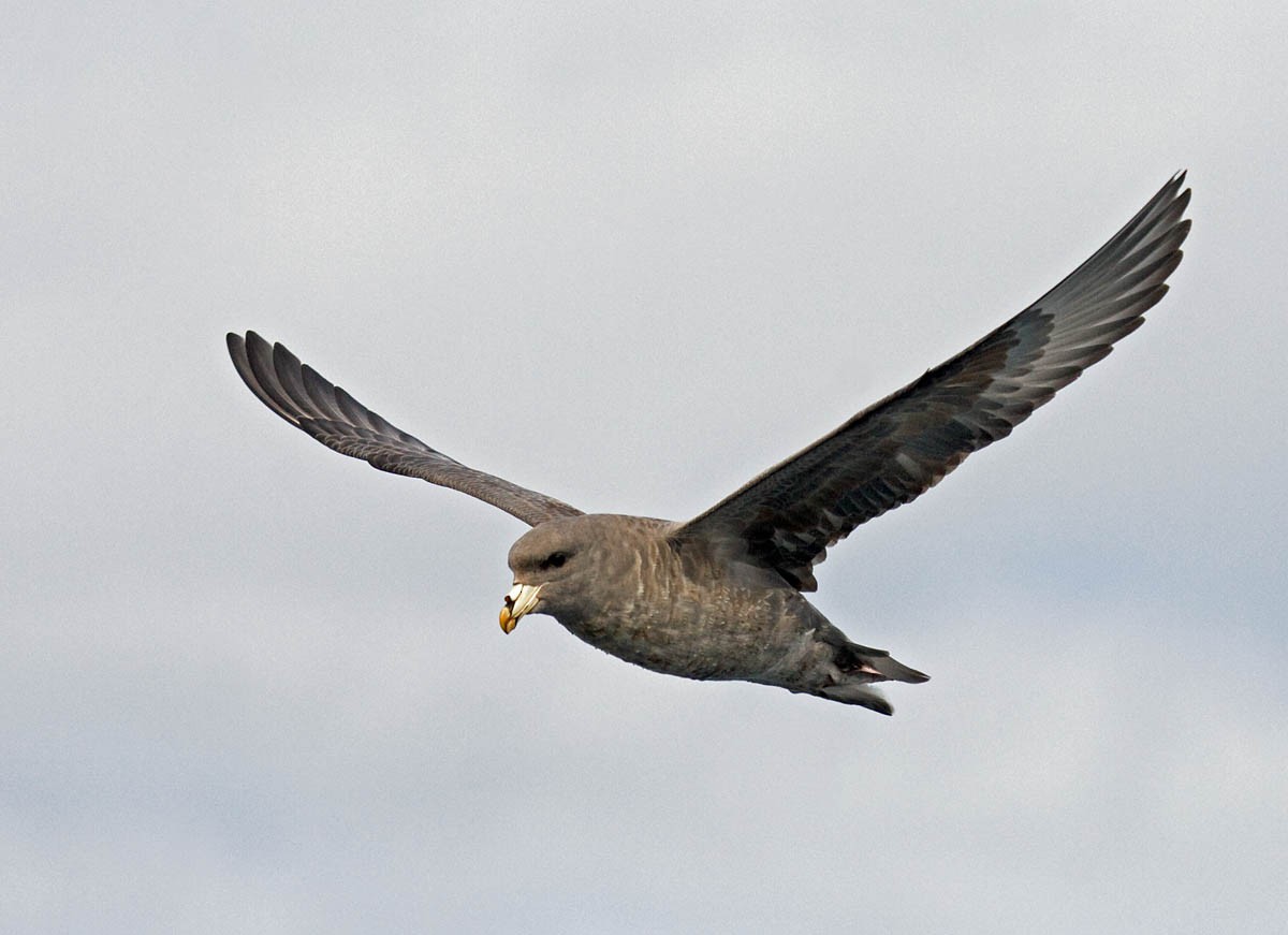 Northern Fulmar - ML36464761