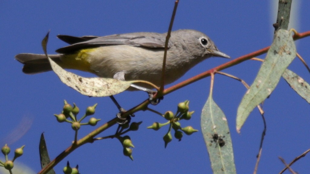 Virginia's Warbler - Mark Scheel