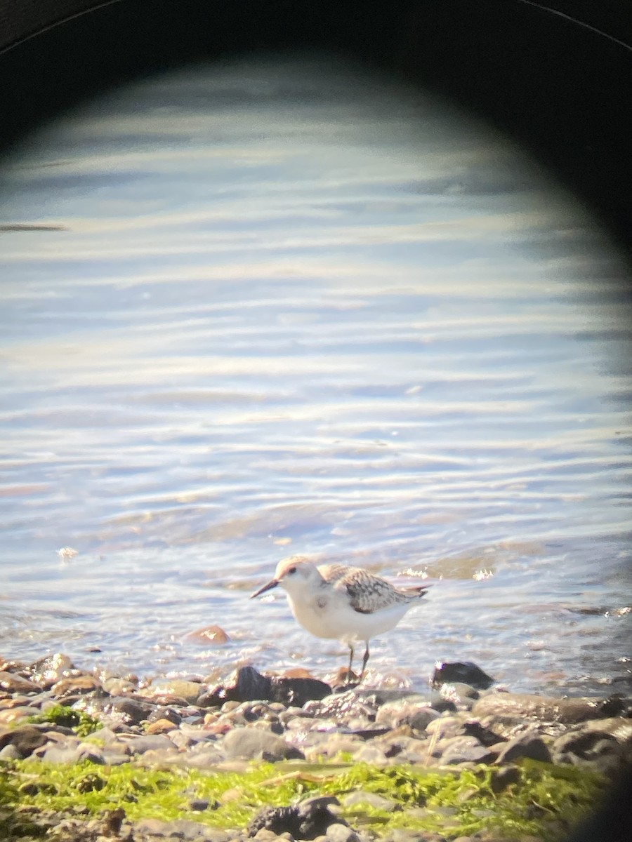 Bécasseau sanderling - ML364647931