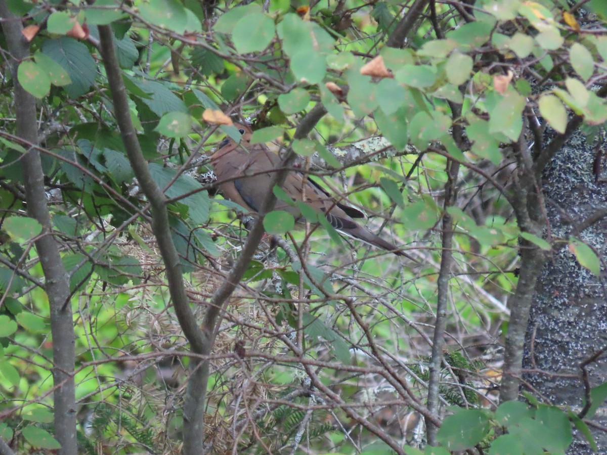 Mourning Dove - ML364647951