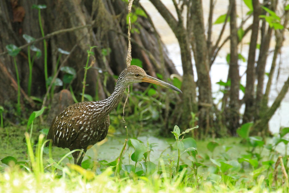 Limpkin - ML364648631