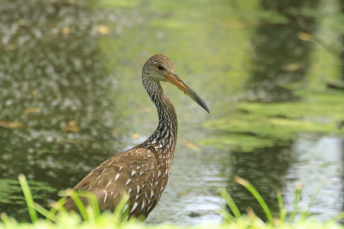 Limpkin - Carl Poldrack