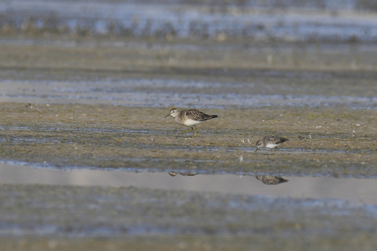 Pectoral Sandpiper - ML364649171