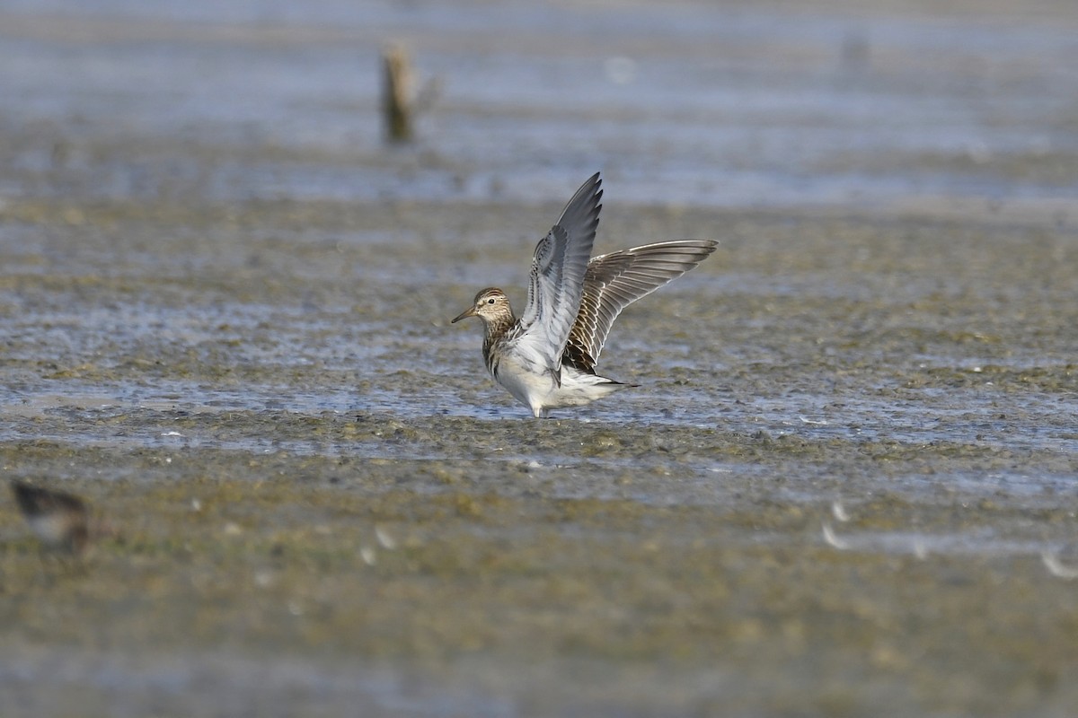 Graubrust-Strandläufer - ML364649181