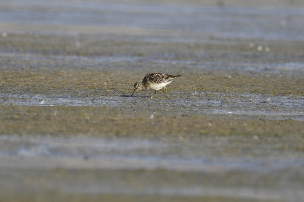 Graubrust-Strandläufer - ML364649201