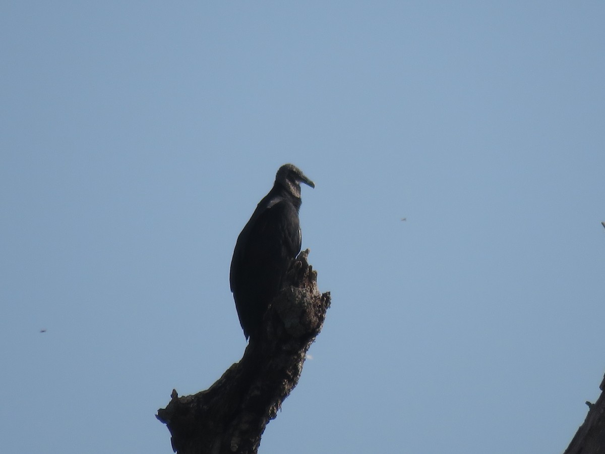 Black Vulture - ML364649951