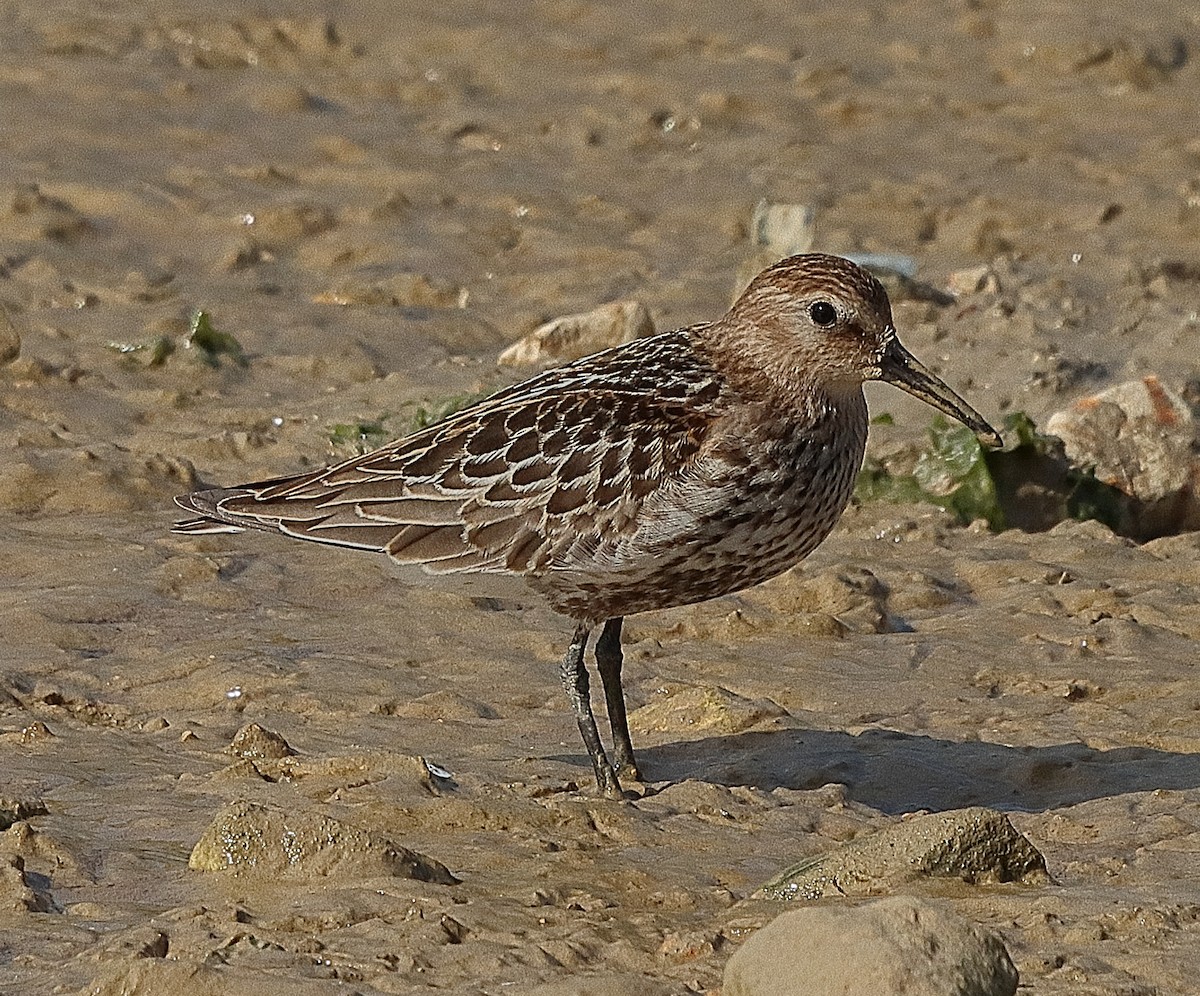 Dunlin - ML364650071