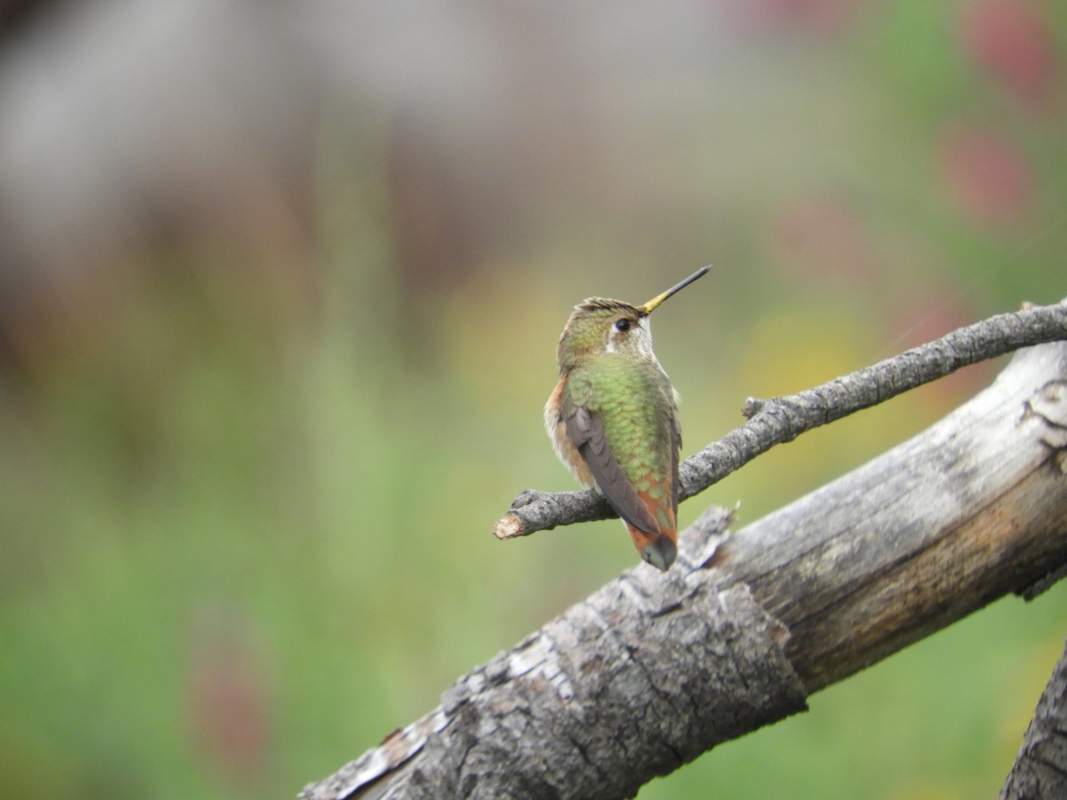 Rufous Hummingbird - ML364651301