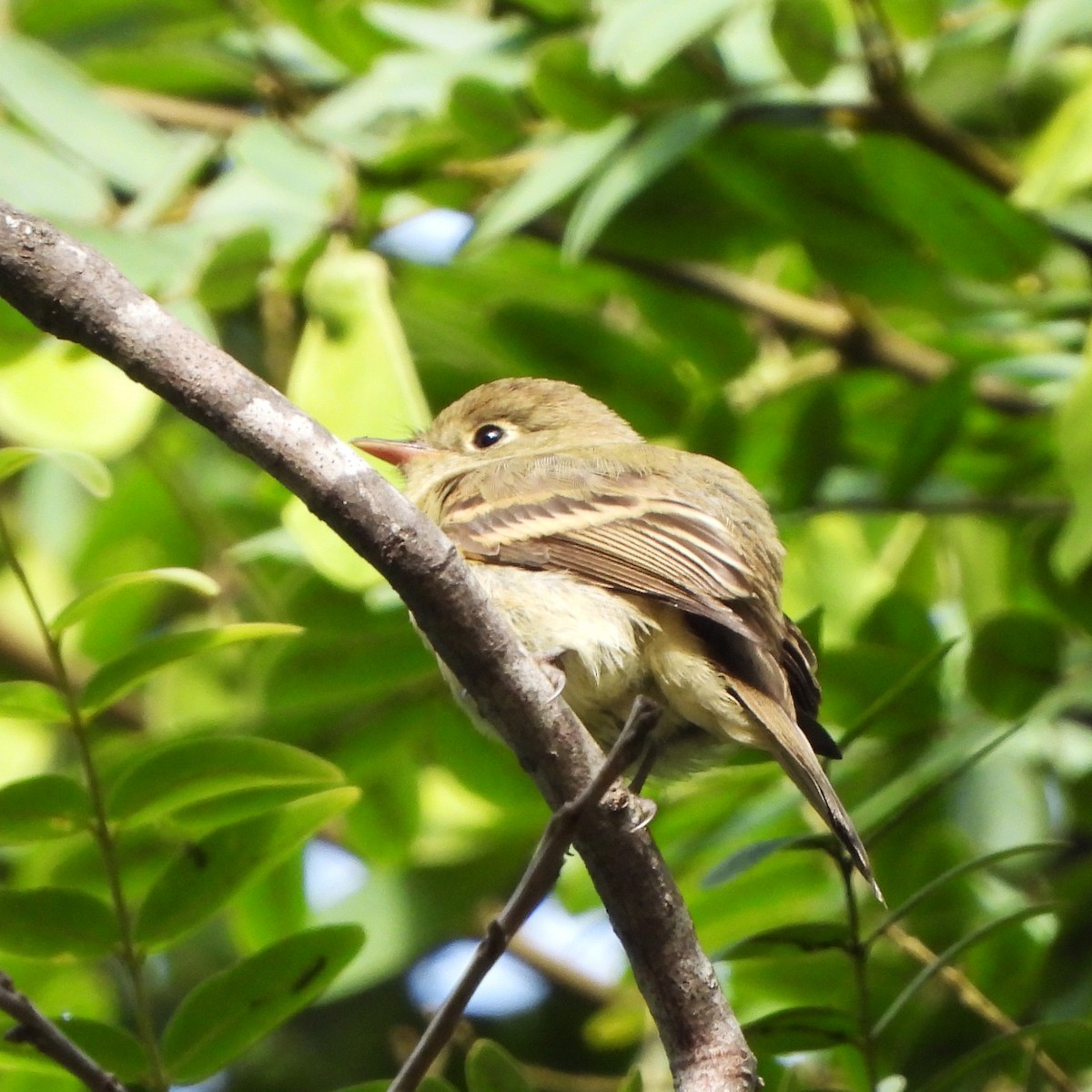 Western Flycatcher (Pacific-slope) - ML364652401