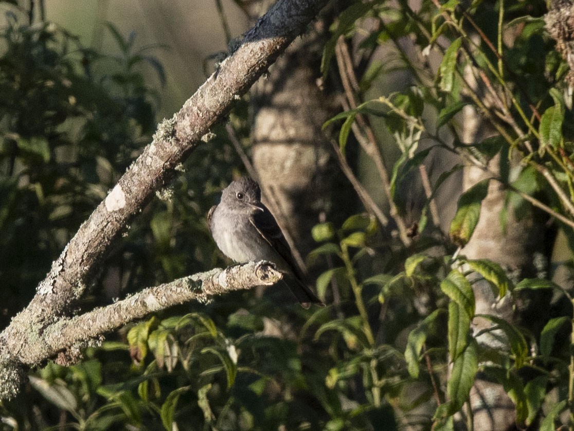 Eastern Wood-Pewee - ML364652491