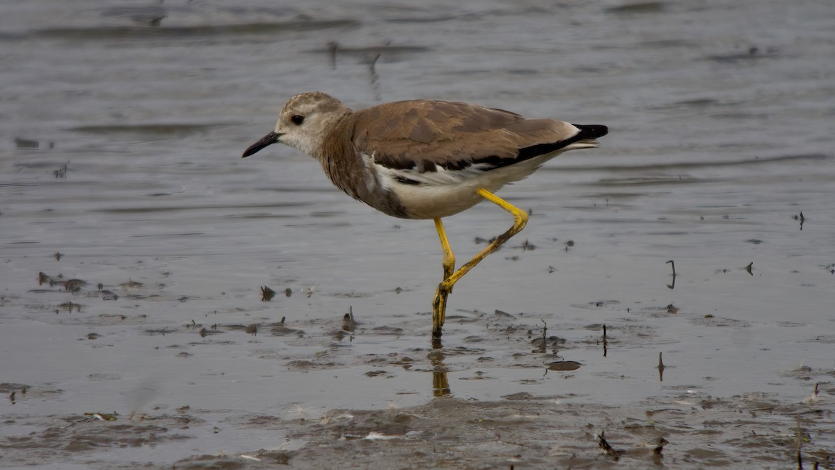 White-tailed Lapwing - ML364652771