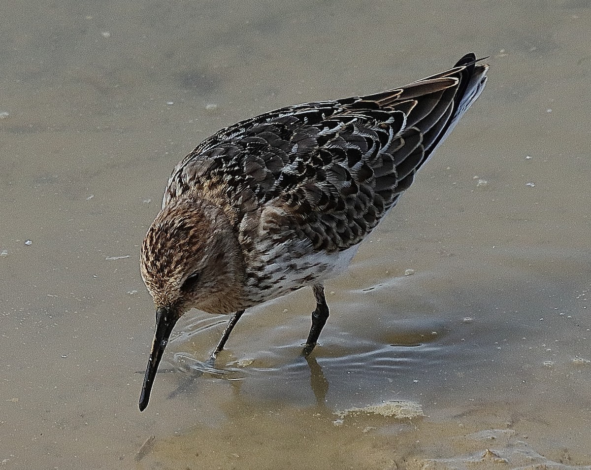 Alpenstrandläufer - ML364654311