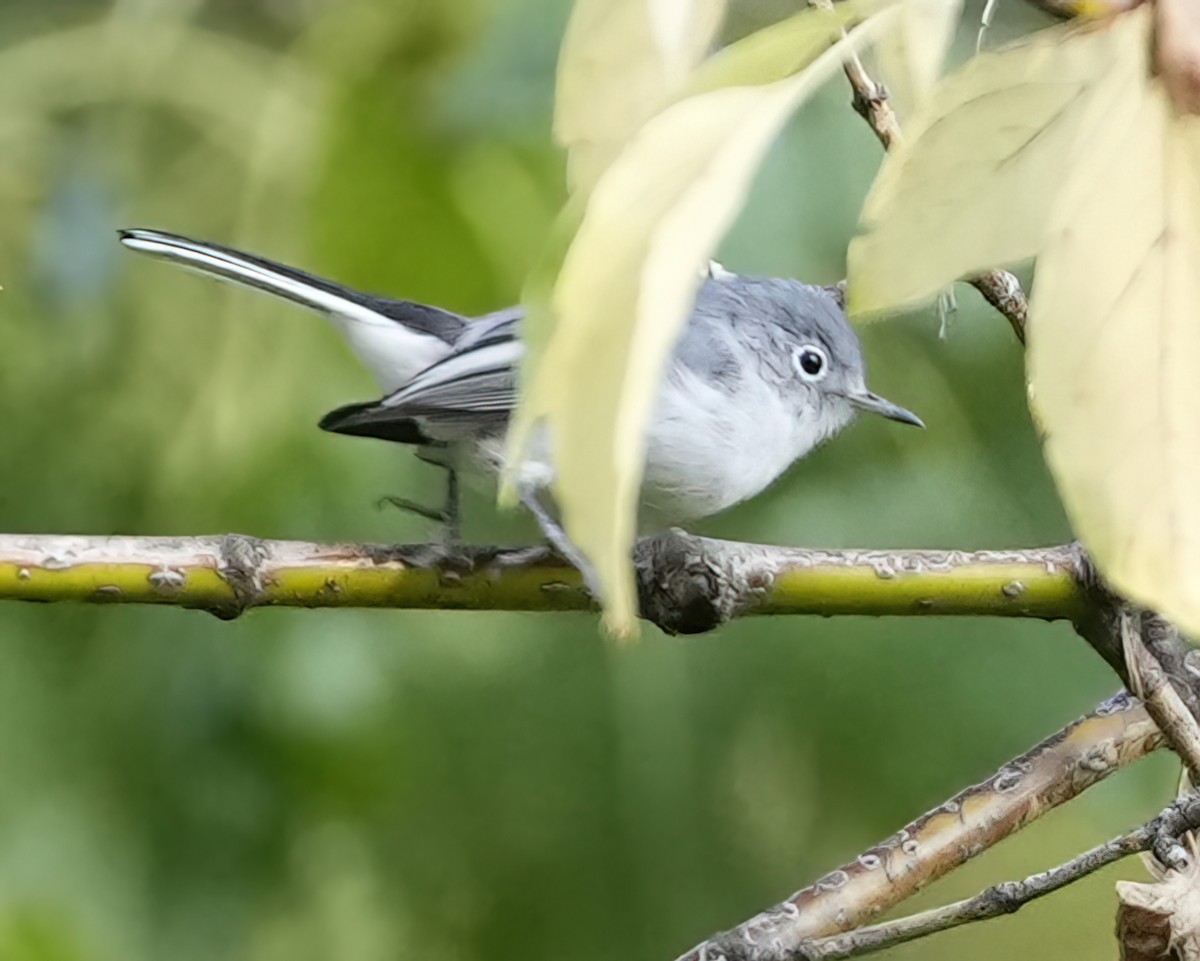 Blue-gray Gnatcatcher - ML364655121