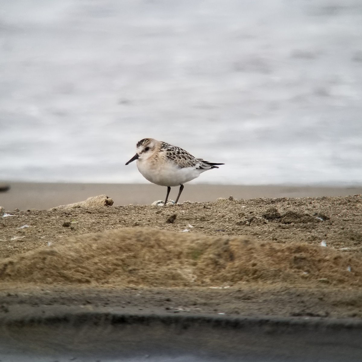 Bécasseau sanderling - ML364656451