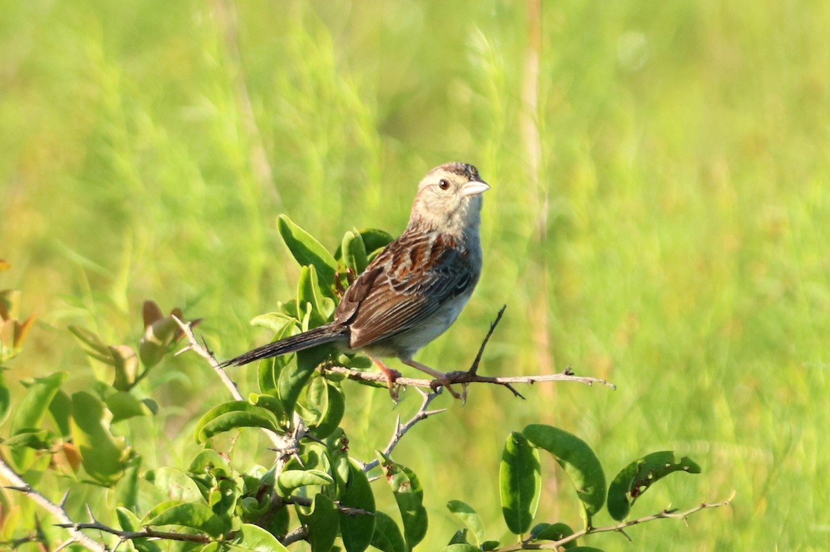 Bachman's Sparrow - ML364656471