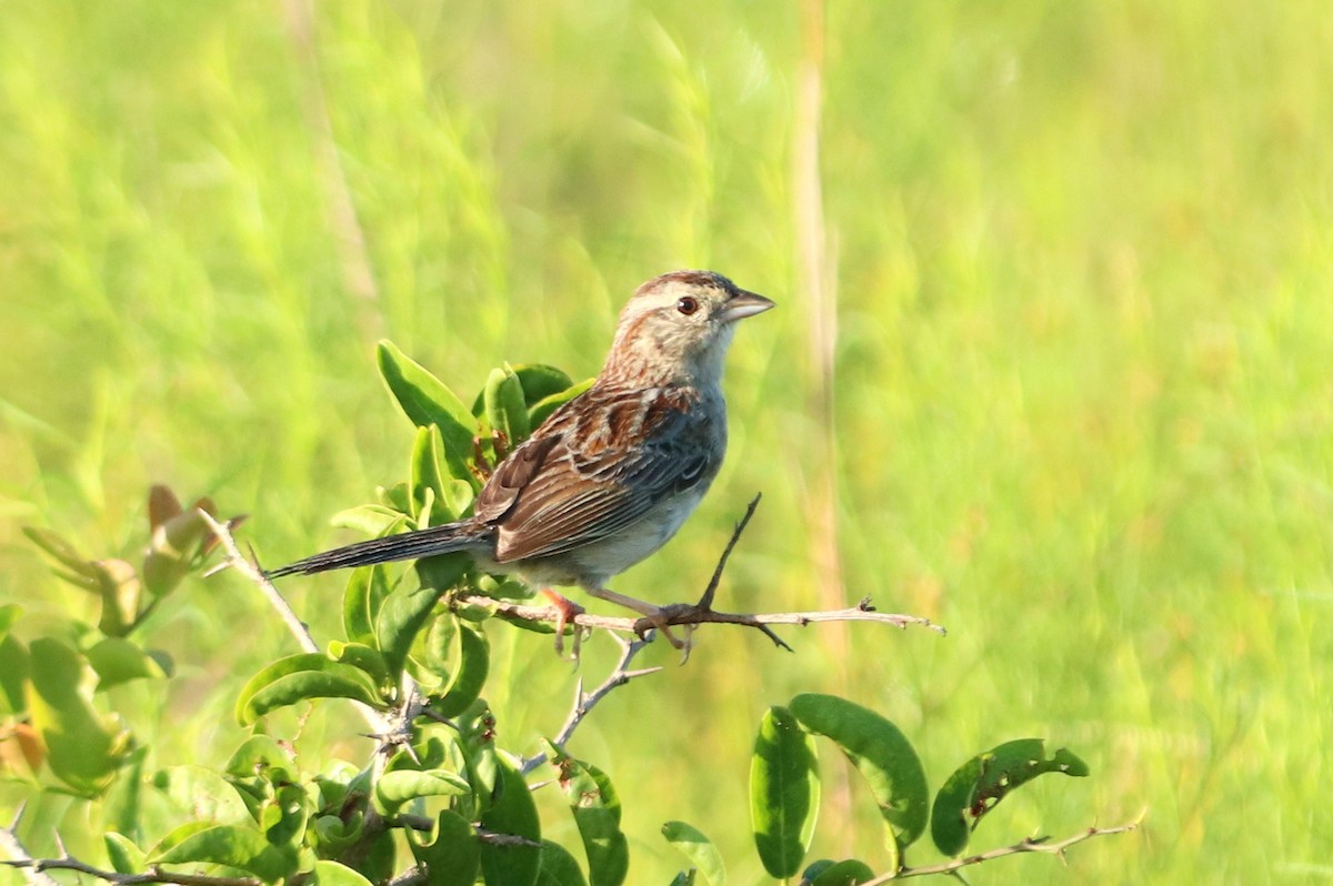 Bachman's Sparrow - ML364656501