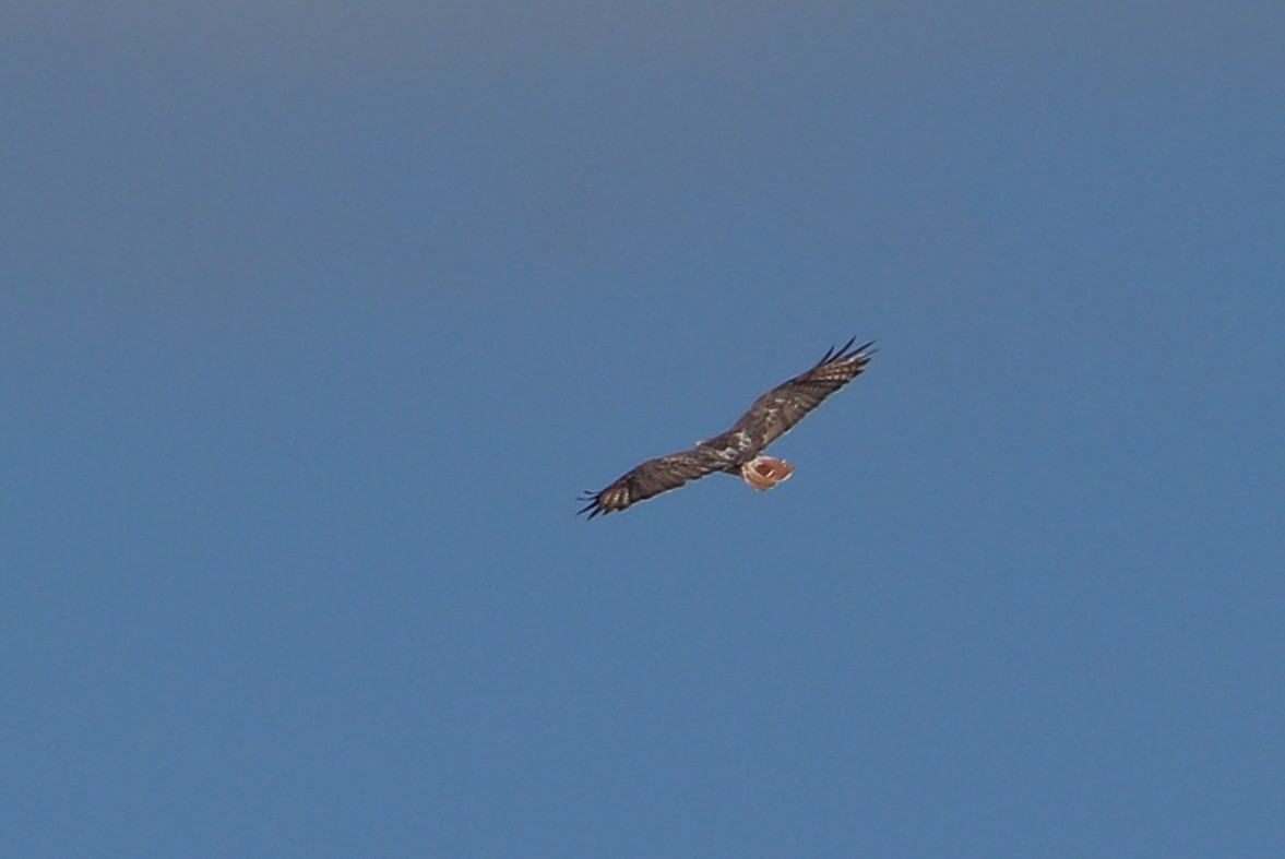 Red-tailed Hawk - ML364656711