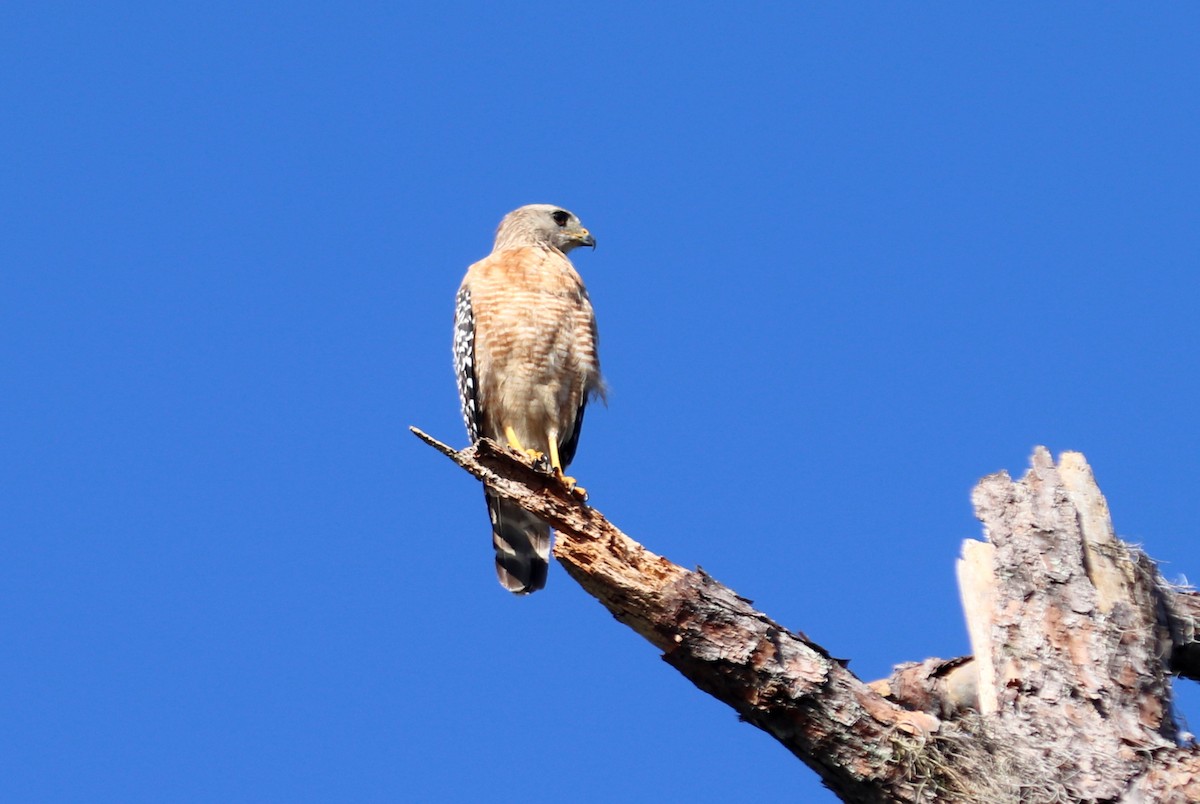 Red-shouldered Hawk (lineatus Group) - ML364656751
