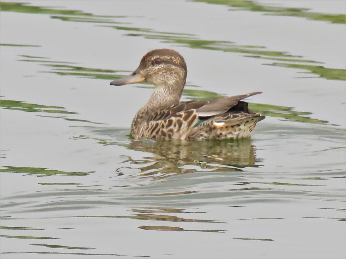 Green-winged Teal - ML364657501