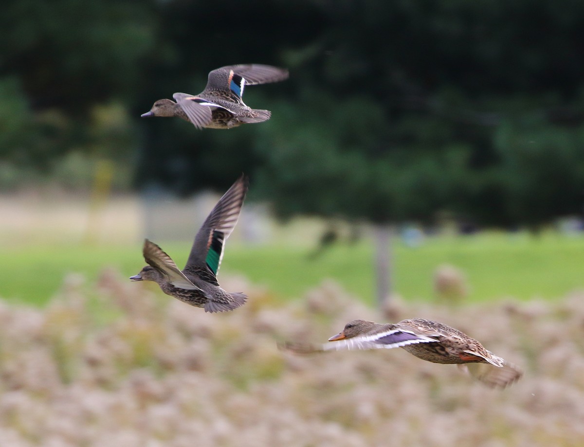 Green-winged Teal - ML36465791