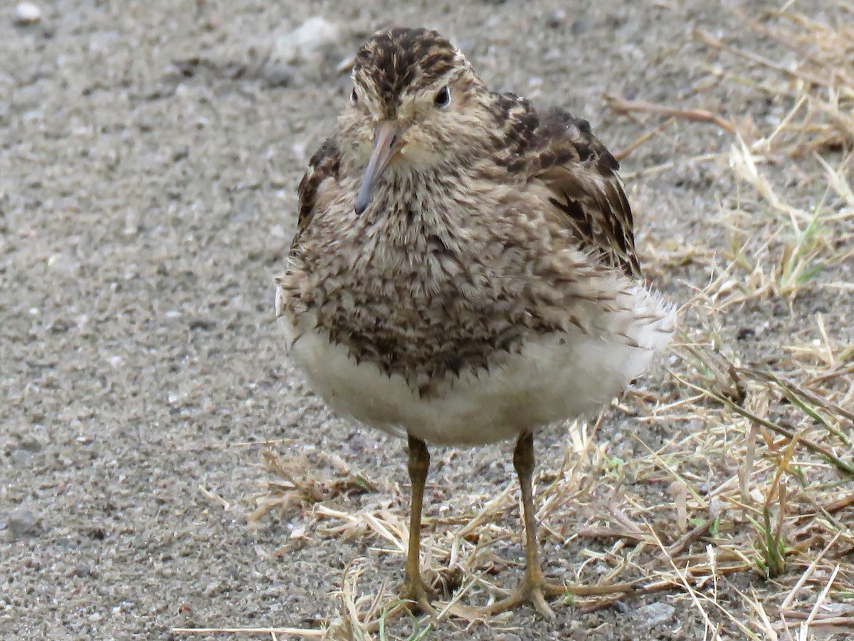 Pectoral Sandpiper - ML364658051