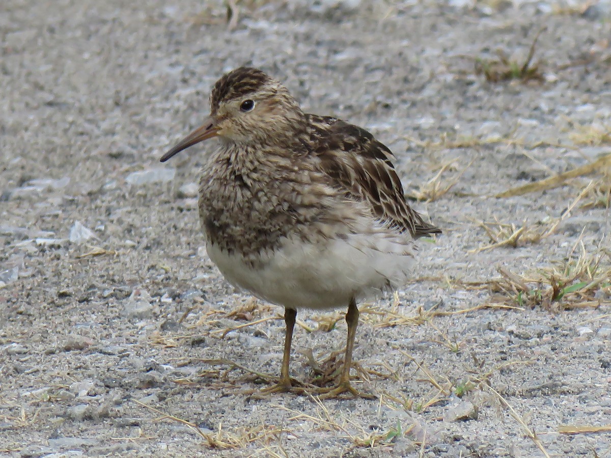 Pectoral Sandpiper - ML364658171