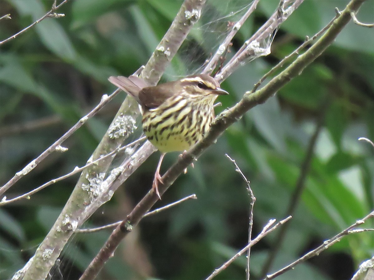 Northern Waterthrush - ML364658421