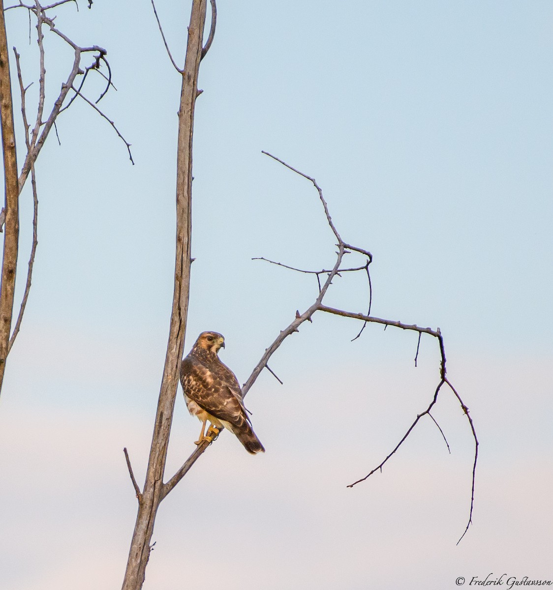 Broad-winged Hawk - ML364659381