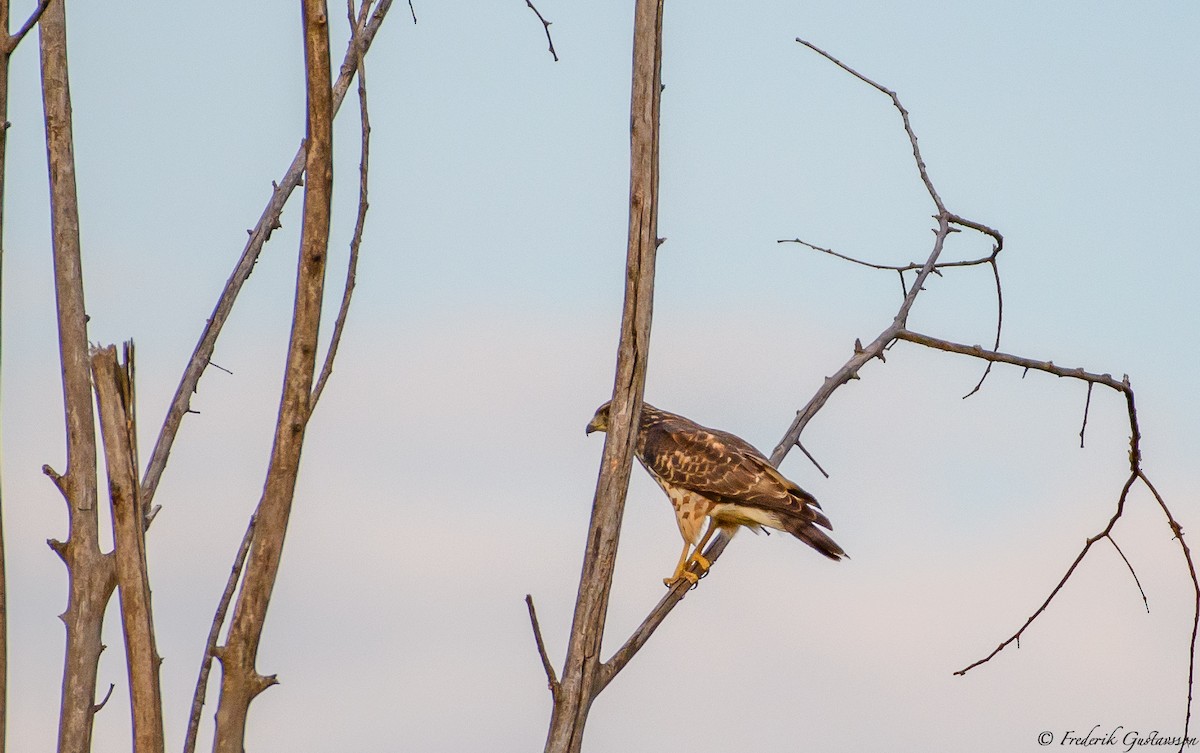 Broad-winged Hawk - ML364659391