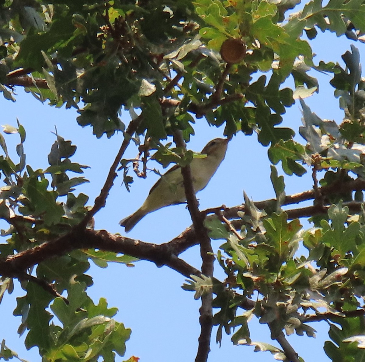 Warbling Vireo - ML364659561