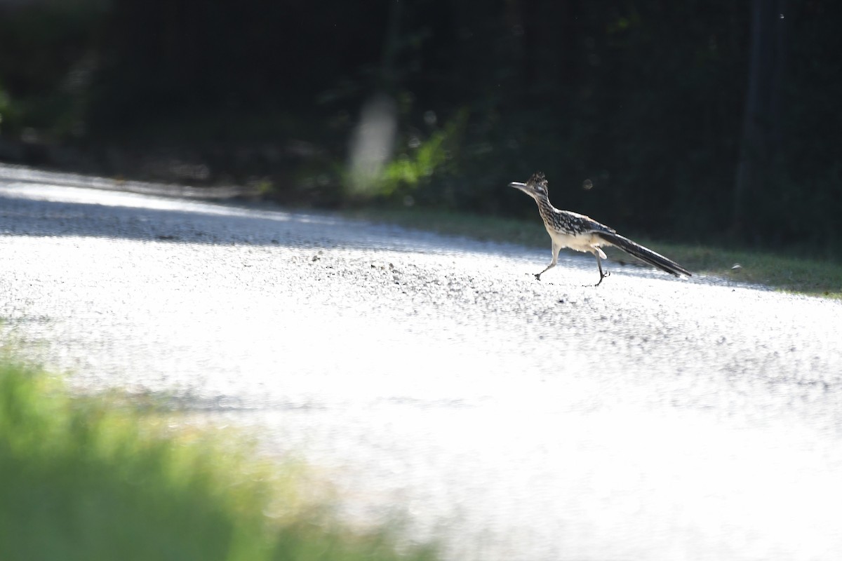 Greater Roadrunner - Bill Eisele