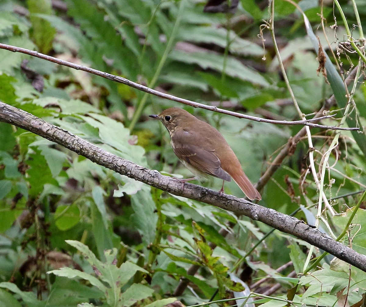 Hermit Thrush - ML36466161