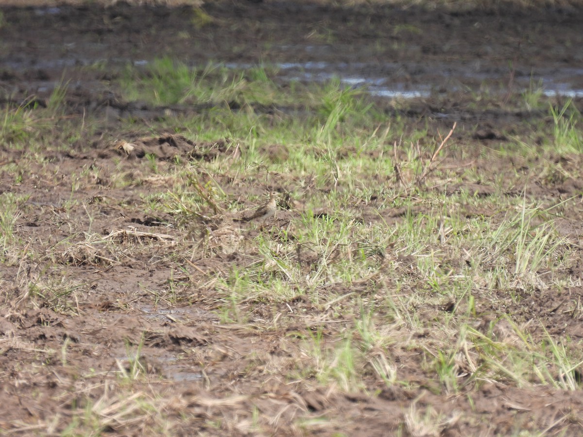 Upland Sandpiper - Elida Valdés