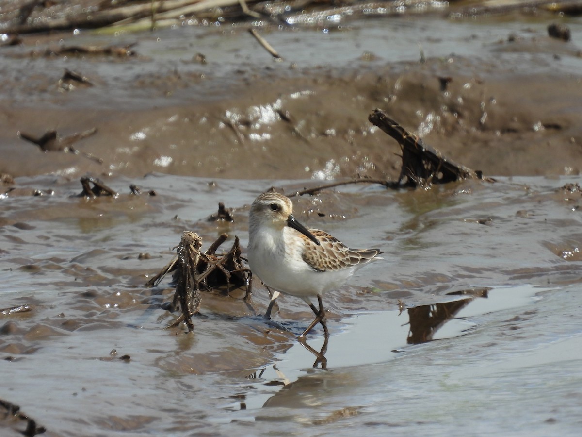 Western Sandpiper - ML364663921