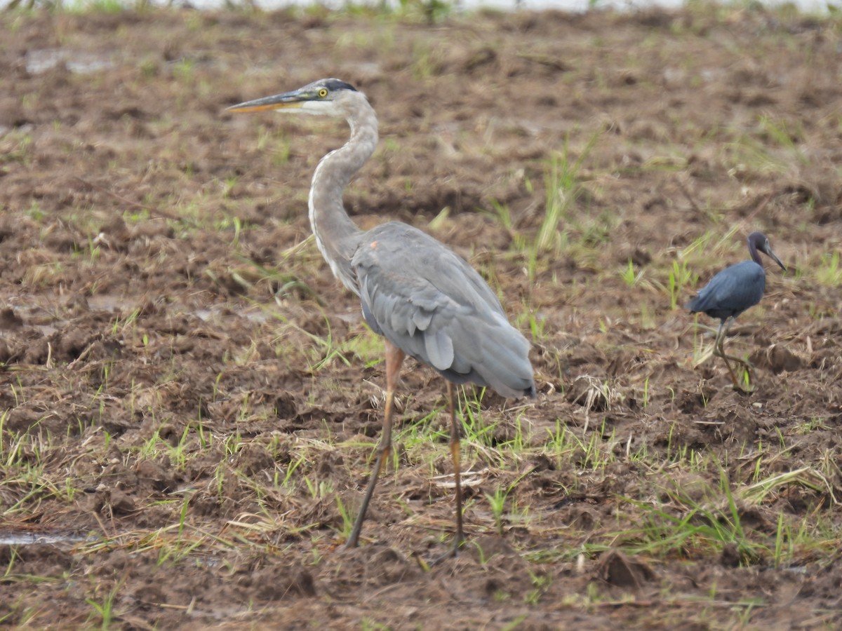 Great Blue Heron - ML364664031