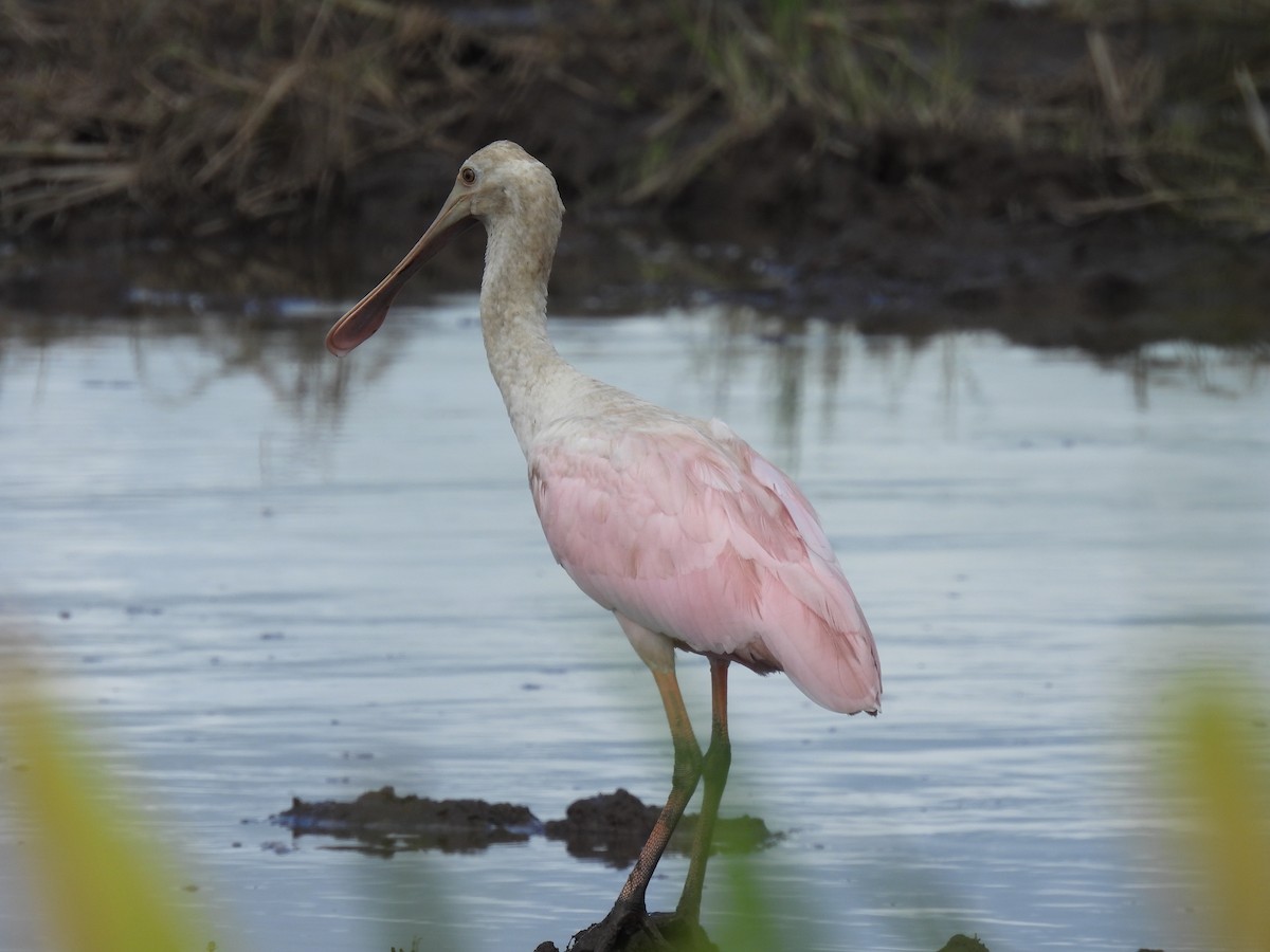 Roseate Spoonbill - ML364664121