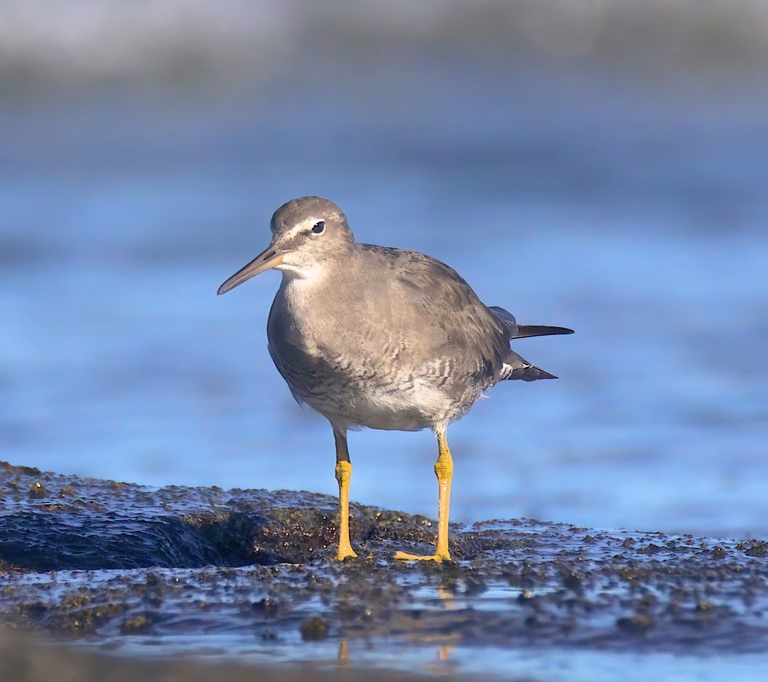 Gray-tailed Tattler - ML364664491