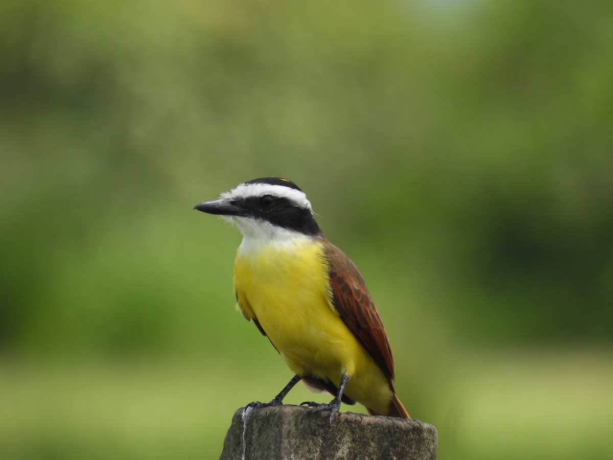 Great Kiskadee - ML364664641