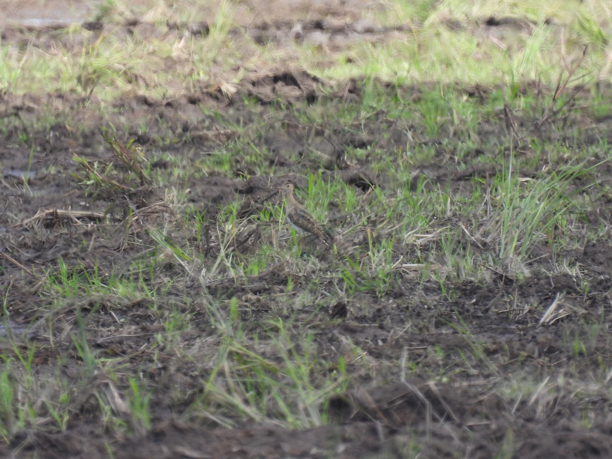 Upland Sandpiper - ML364664941