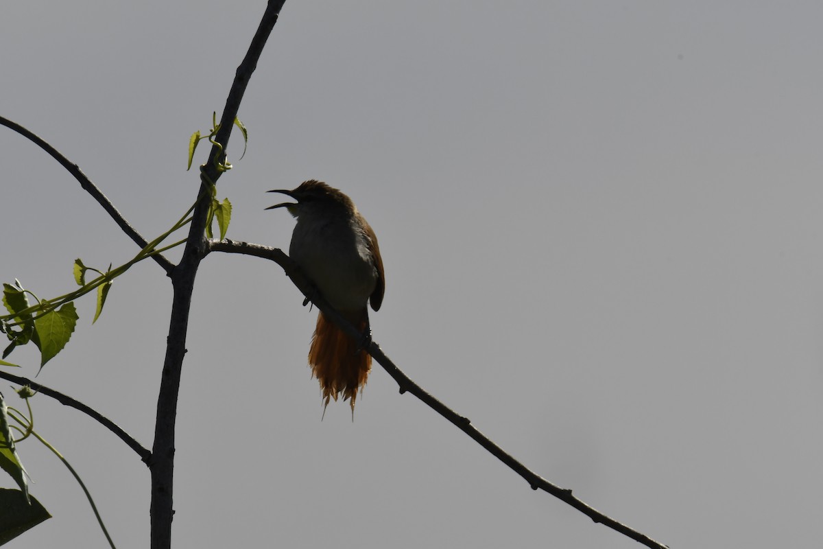 Yellow-chinned Spinetail - ML364664971