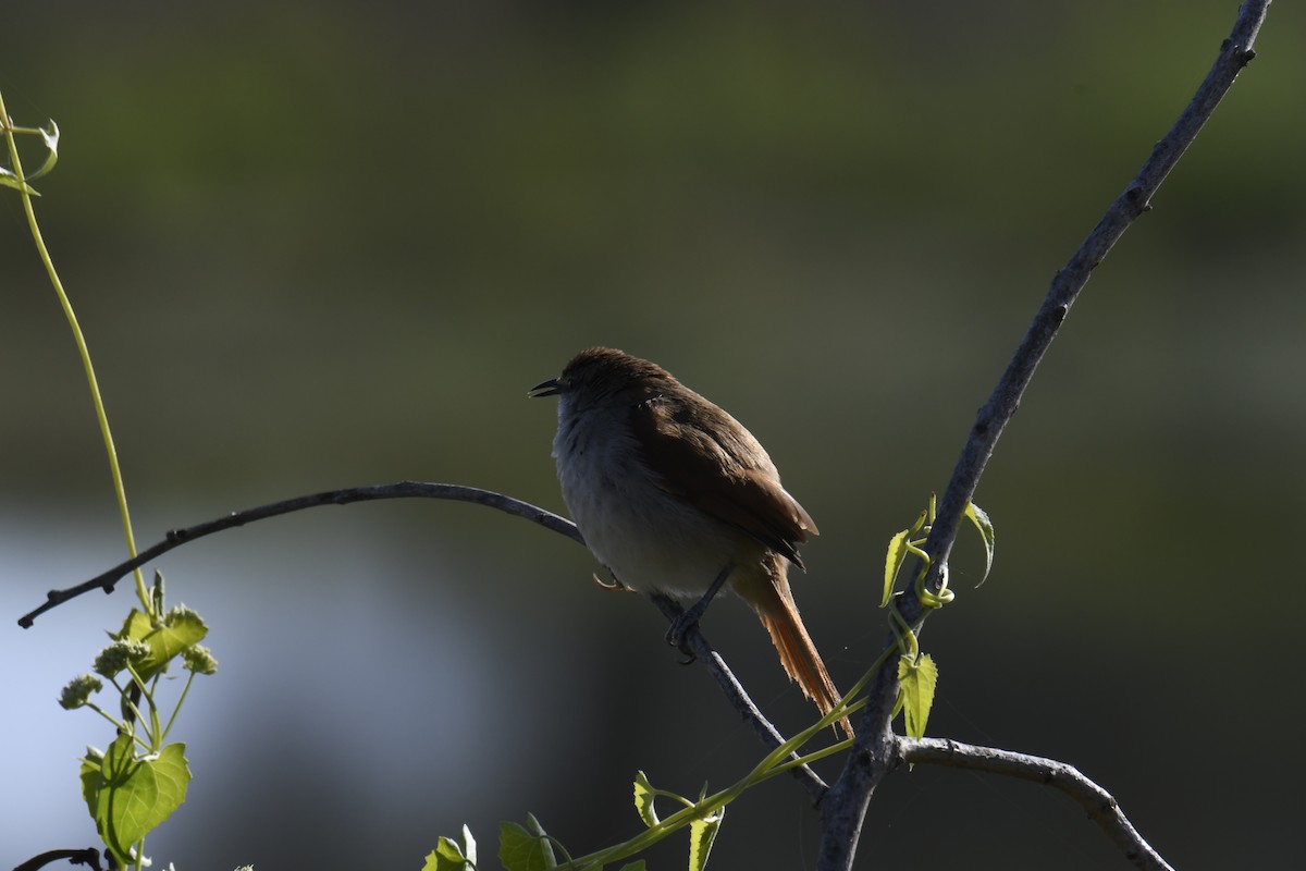 Yellow-chinned Spinetail - ML364665011