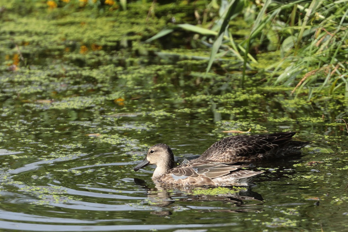 Blue-winged Teal - ML364665771