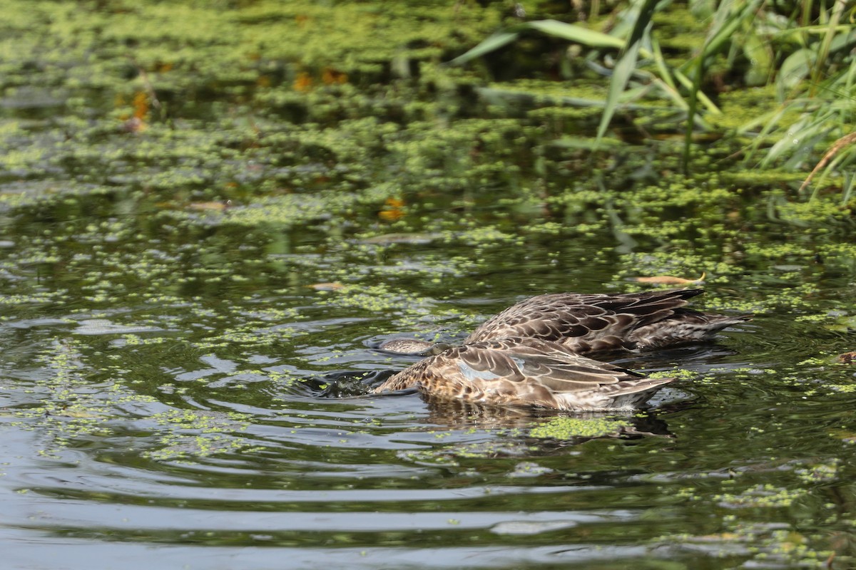 Blue-winged Teal - ML364665811