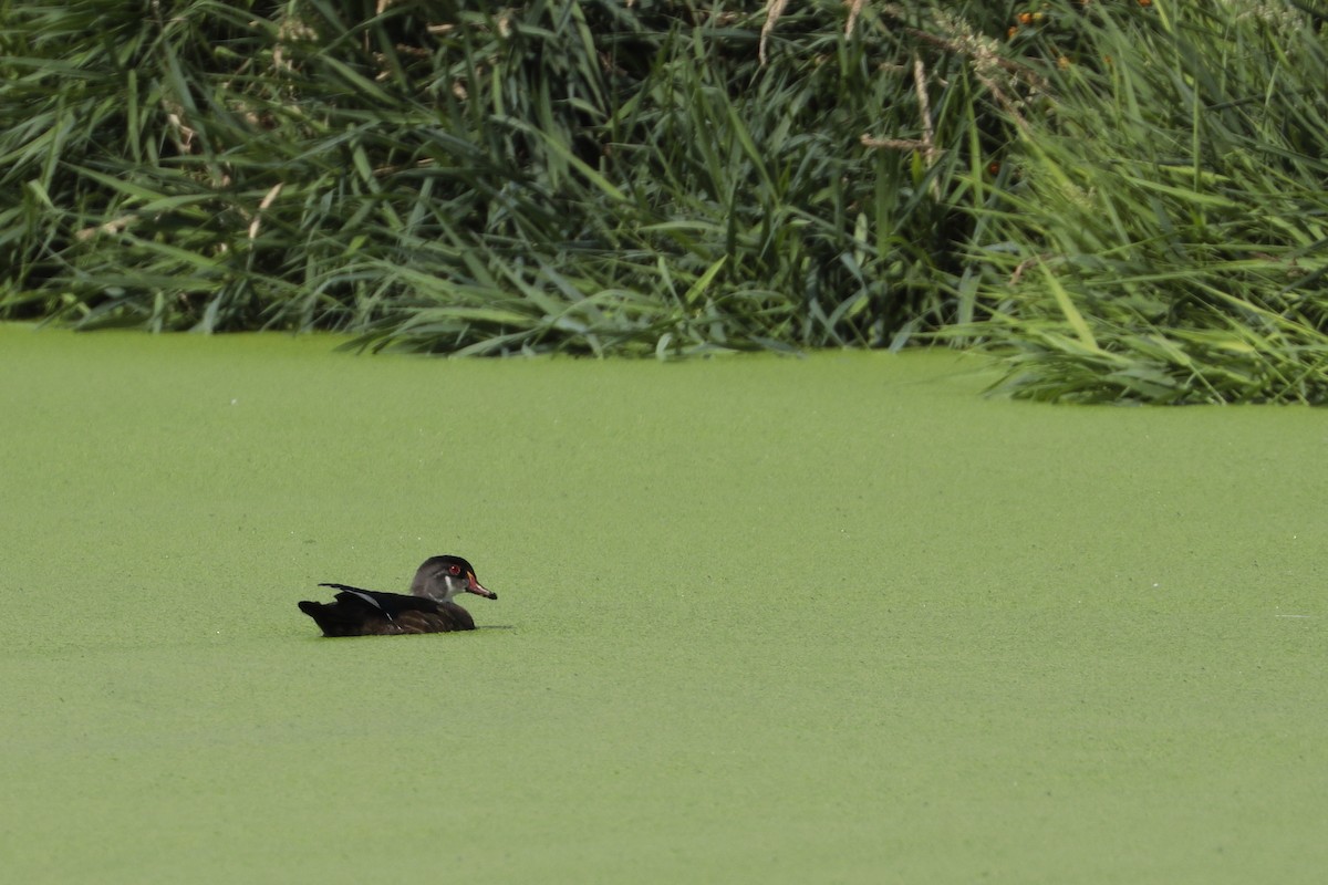 Wood Duck - ML364666151