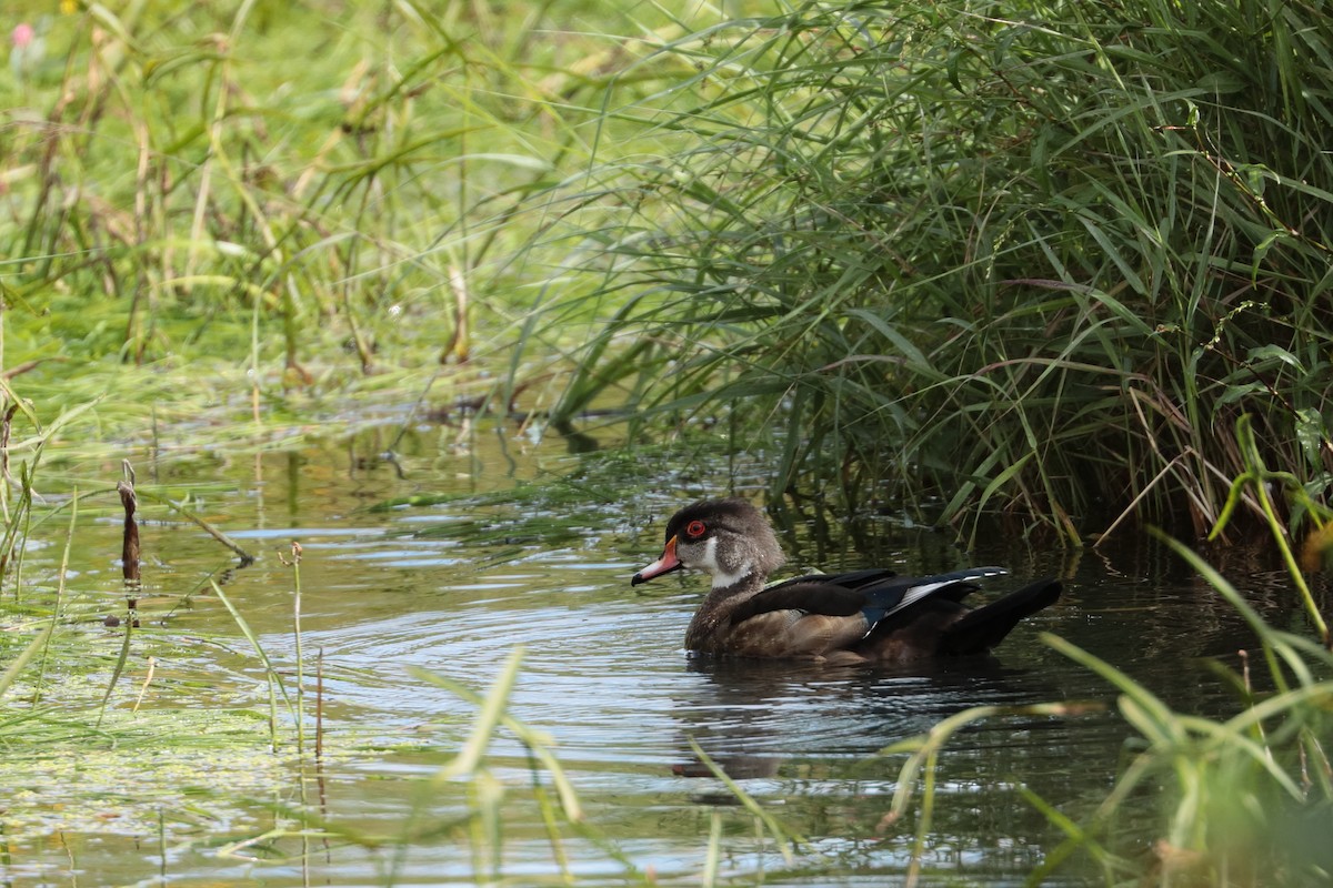 Wood Duck - ML364666191