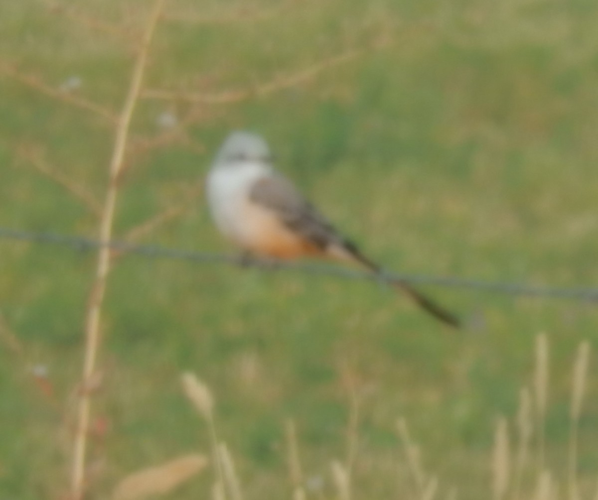 Scissor-tailed Flycatcher - ML36466631