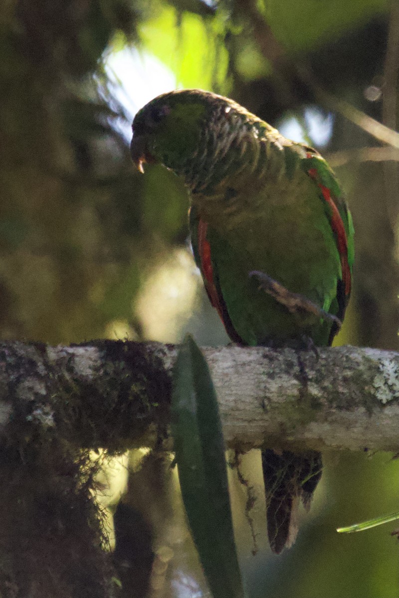 Maroon-tailed Parakeet - ML364668021